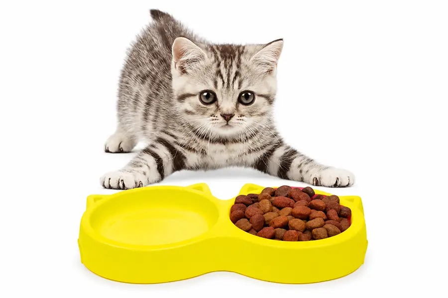 Twin Cat Face Shaped 2-in-1 Pet Feeding Bowl